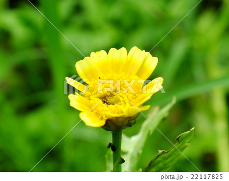 菊 キク 菊の花 22117825