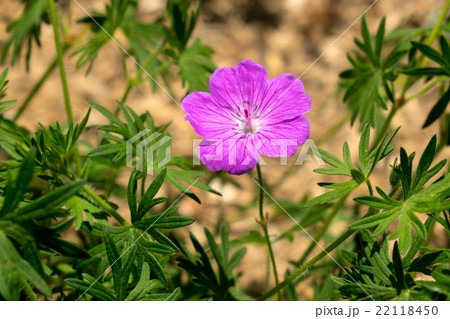 アケボノフウロ アケボノフウロ 22118450