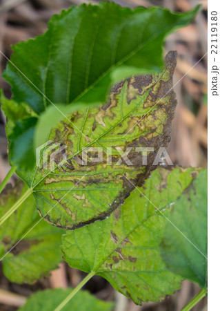 Leaf blight ploblem in agricultural 22119180