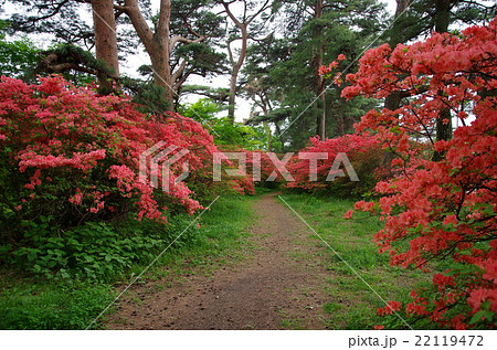 赤城神社参道松並木とヤマツツジ 赤城神社参道松並木とヤマツツジ 22119472