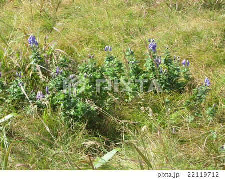トリカブトの花（鷲ケ峰/長野県諏訪市） 22119712