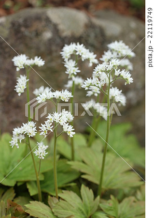 タンチョウソウの花 タンチョウソウの花 22119749