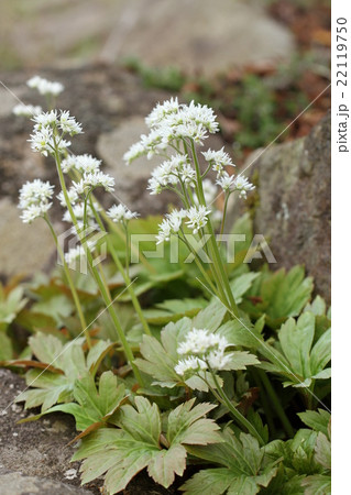 タンチョウソウの花 タンチョウソウの花 22119750