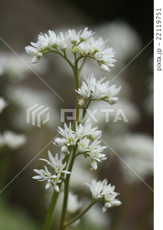 タンチョウソウの花 タンチョウソウの花 22119751