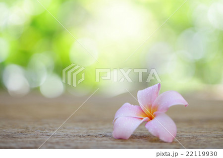 Frangipani flower on wooden table Frangipani flower on wooden table 22119930