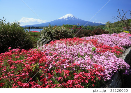 シバザクラと富士山 22120060