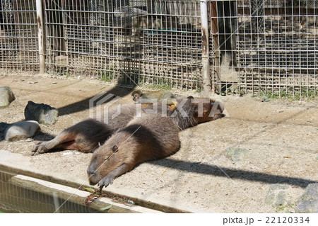 カピバラとリスザル 22120334