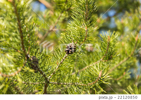 Pine cone on a branch 22120850