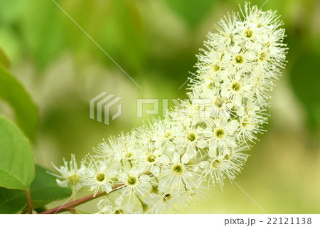 ウワズミザクラの花 22121138