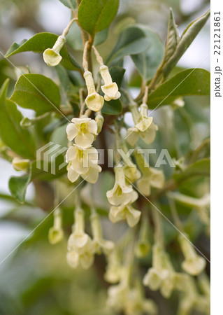 満開のグミの花の写真素材