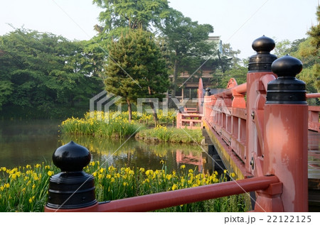 称名寺の平橋と黄菖蒲 22122125