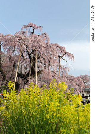 三春瀧櫻～2016春 22123026