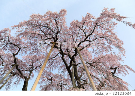 三春瀧櫻～2016春 22123034