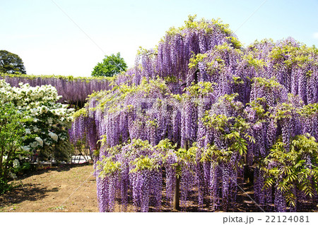 あしかがフラワーパーク　春の藤 22124081