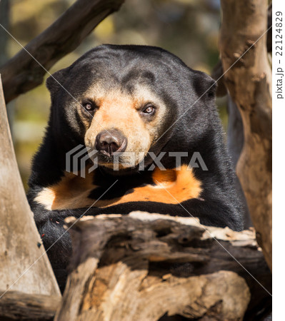 Mean Face Sun Bear 22124829