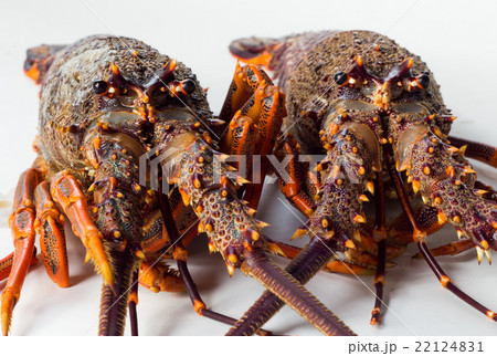 Mean Looking Crayfish 22124831