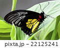 Black and yellow butterfly 22125241