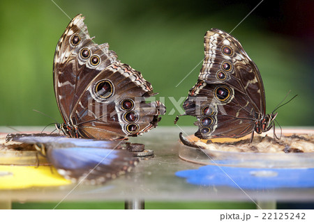 Two Blue Morphus butterfly Two Blue Morphus butterfly 22125242