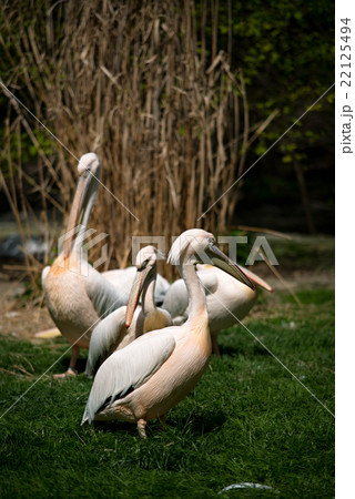 pelican in Prague ZOO 22125494