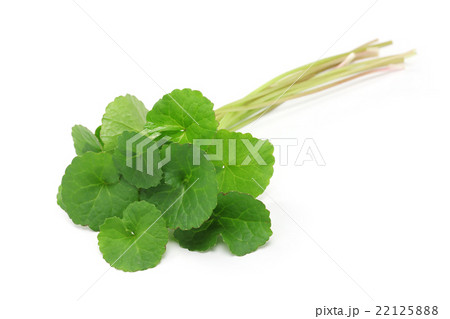 ツボクサ 22125888