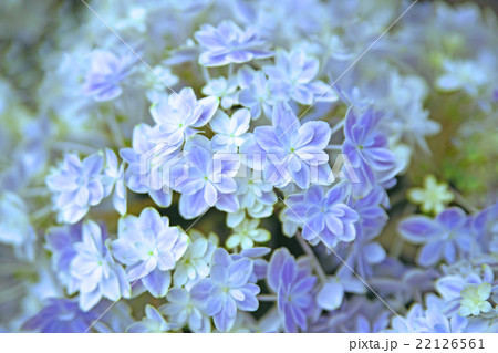 淡いブルーの紫陽花 淡いブルーの紫陽花 22126561