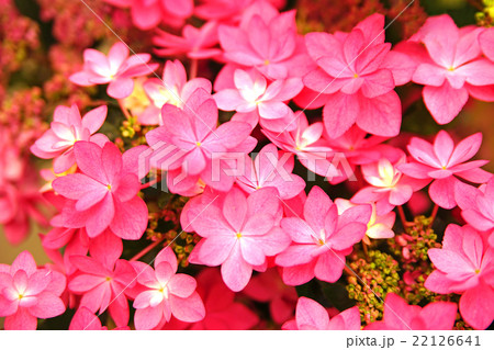 色鮮やかな紫陽花 色鮮やかな紫陽花 22126641