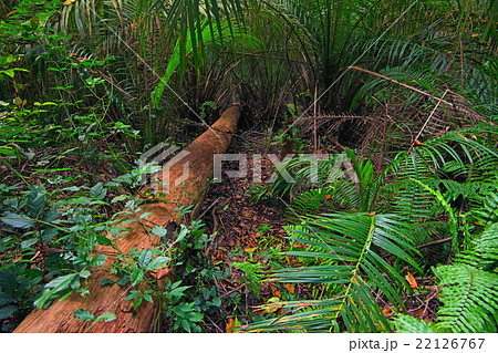 Tropical forest 22126767