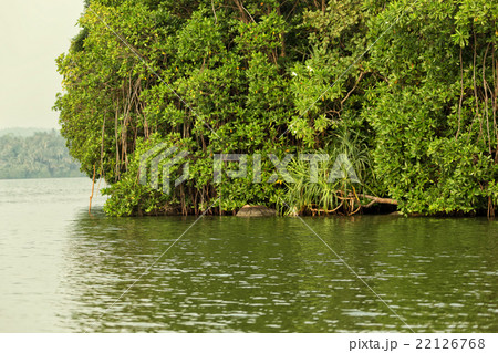 Mangrove Mangrove 22126768
