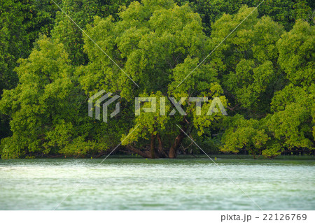 Mangroves 22126769