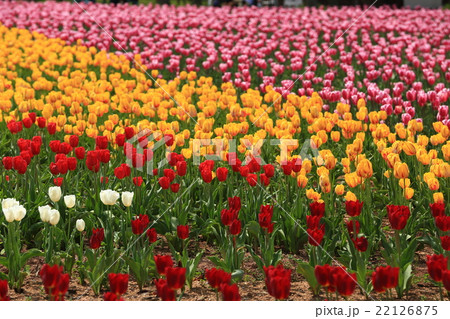 ちゅーりっぷ畑51 22126875