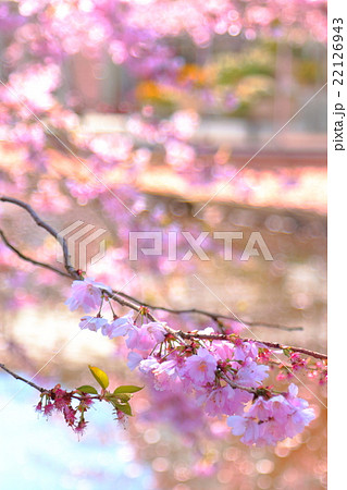 キューケンホフ公園 キューケンホフ公園 22126943