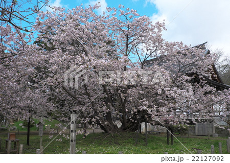 松前町の血脈桜 松前町の血脈桜 22127092