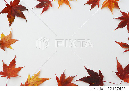 紅葉（もみじ） 22127665