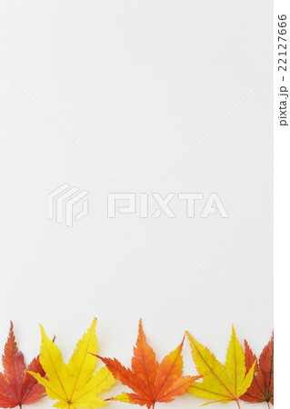 紅葉（もみじ） 22127666