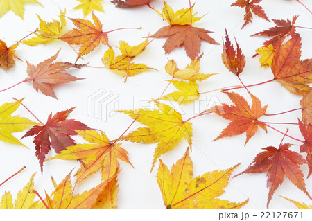 紅葉(もみじ) 紅葉(もみじ) 22127671