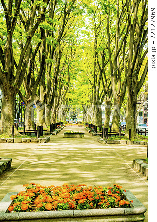 新緑の定禅寺通り公園 22127969