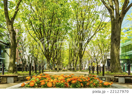 新緑の定禅寺通り公園 22127970