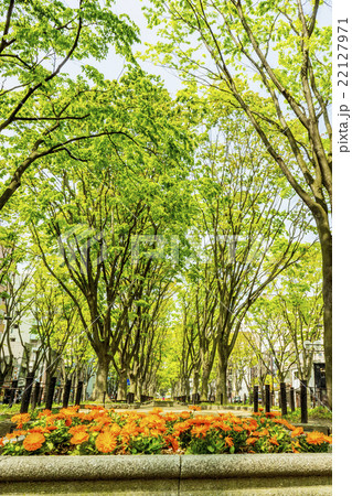 新緑の定禅寺通り公園 22127971