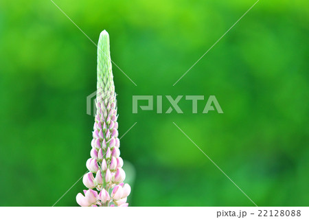 ルピナスの花 22128088