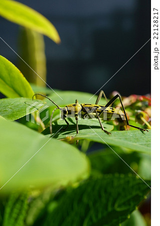 キイロトラカミキリ　横向き 22128217