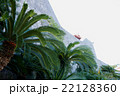 そてつ 22128360