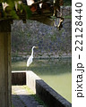 白鷺 22128440