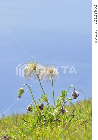 オキナグサ 22128692