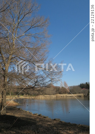 早春の見沼自然公園 22129136