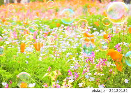 花畑とシャボン玉の写真素材