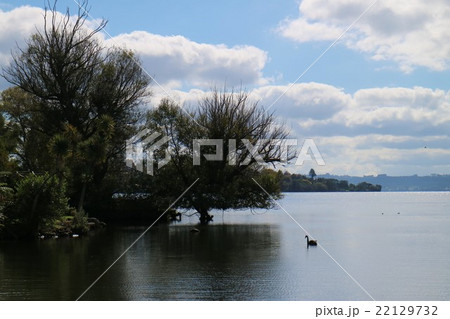 ニュージーランド　ロトルア湖のブラックスワン 22129732