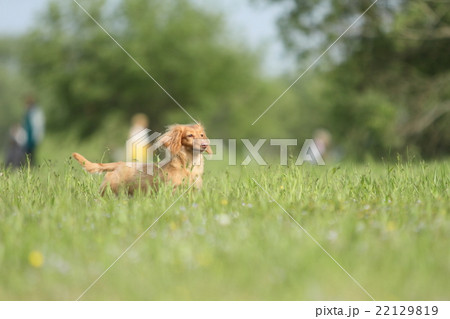 ダックス ダッシュ ダックス ダッシュ 22129819