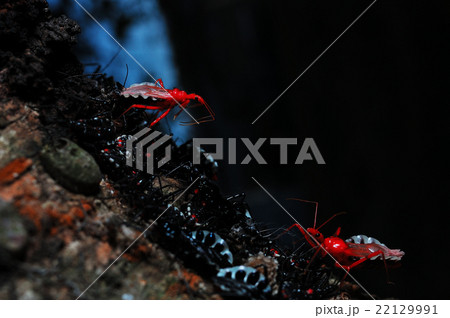 サシガメのコロニー 22129991