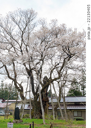 草岡の大明神桜　山形県 22130405