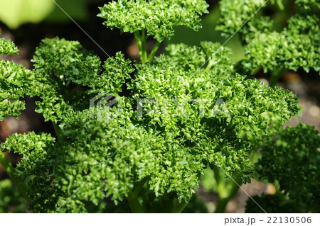 パセリ パセリ 22130506